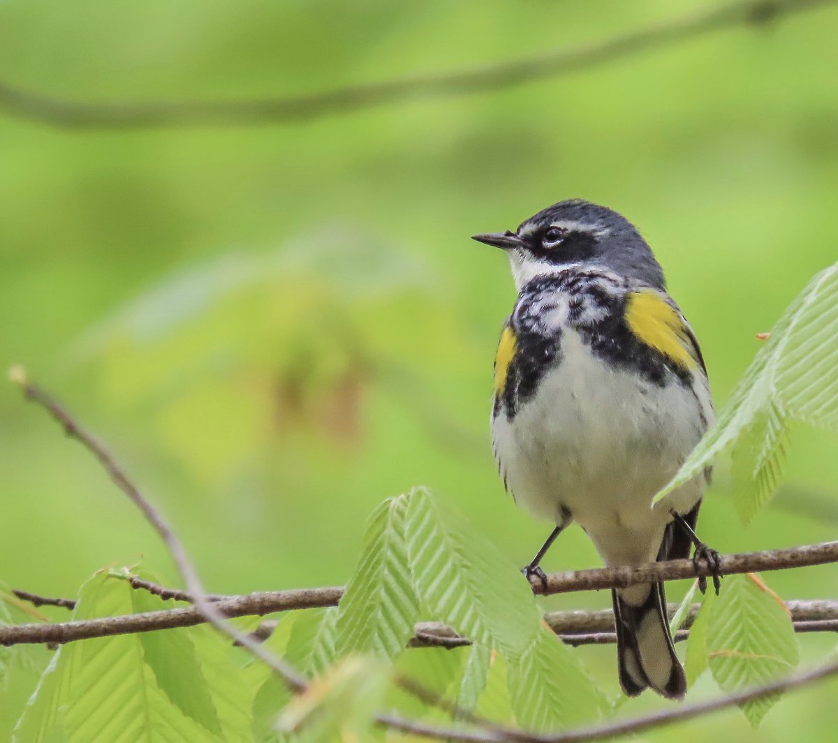 Happy #WorldMigratoryBirdDay2020 ! May is peak time for spring warbler migration throughout the Americas and Canada such as this male Yellow-rumped (Myrtle) warbler. #BirdsConnectOurWorld #birdphotography #wildlifephotography