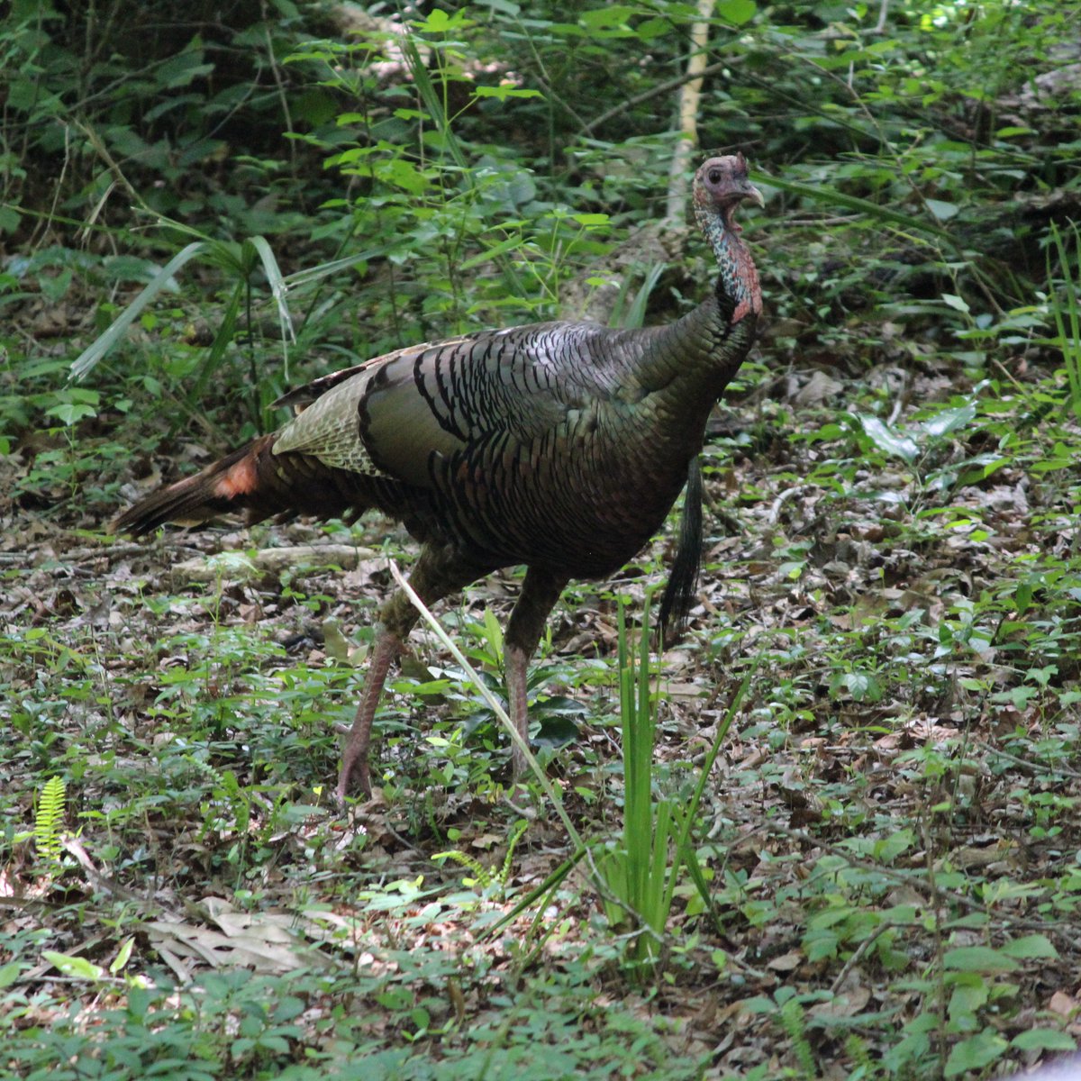 garethjfraser's tweet photo. Backyard visitor - a female wild turkey (Meleagris gallopavo)! #wildturkey #dinobird #backyardwildlife #StayAtHome #monsterbird #Florida π¦π¦π¦ https://t.co/NTa5yCihyj