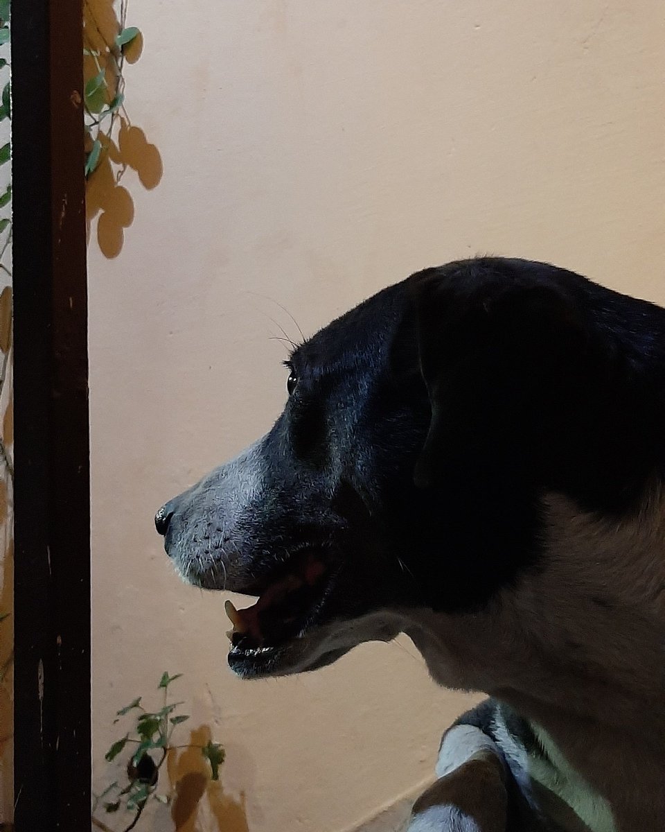 randomdogsofde2's tweet image. Miss Toby came to say hey today. Sadly, she's not a fan of cameras. #dogsoftwitter #doggo #dogsofdelhi
