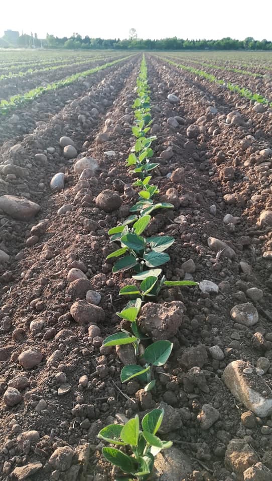 Soave_M's tweet photo. Sarchiatura soia biologica https://t.co/733tAF6w49
