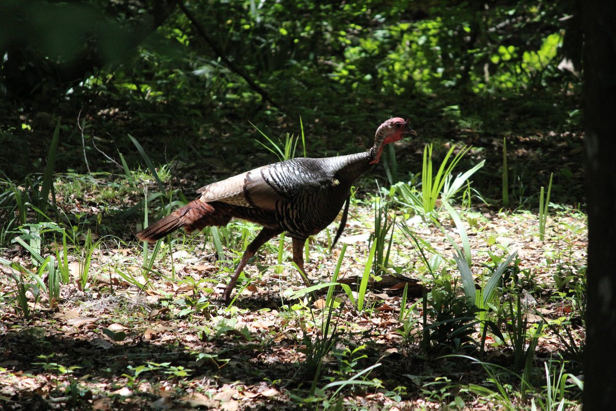 garethjfraser's tweet photo. Backyard visitor - a female wild turkey (Meleagris gallopavo)! #wildturkey #dinobird #backyardwildlife #StayAtHome #monsterbird #Florida π¦π¦π¦ https://t.co/NTa5yCihyj