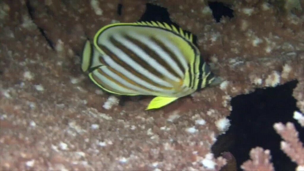 StrangeFish6's tweet photo. Week of the Butterflyfish 🦋 🐠 ⠀
⠀
Ornate Butterflyfish, Chaetodon ornatissimus (Cuvier 1831). Has black and white zebra stripes on the head and snout. Its body is white with orange bands. Adults are slightly less colourful. Juveniles are solitary, wh… https://t.co/pPB73NmbtJ https://t.co/0cDCjWBa3z