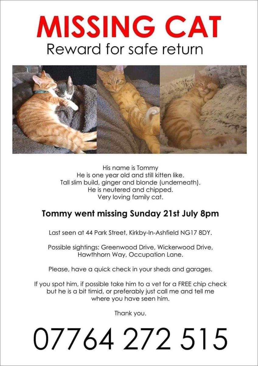 AlanDaffern's tweet photo. Still #Missing male #GingerCat with blonde belly, 
#Lost Sunday the 21st of July 2019,
From #KirkbyInAshfield #Notts #NG17 area 
#Neutered and #Microchipped,
Much loved family #Cat 
Do you know his whereabouts,
Please call 07764-272-515
#lostcat #windowwatchers https://t.co/jl2whW5647