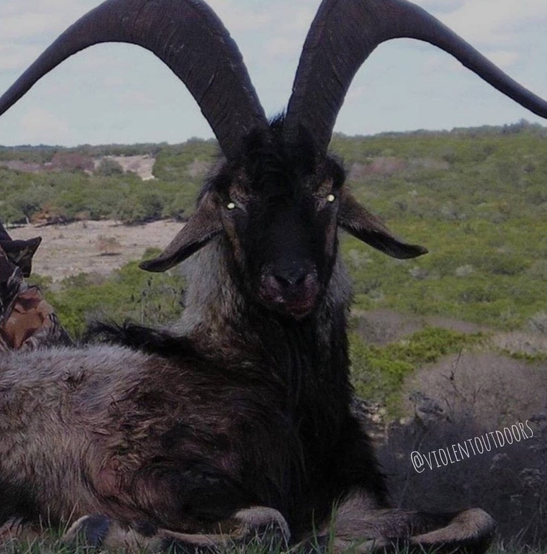 SamelBarrie's tweet photo. When they call me the goat, this is the one they mean. https://t.co/NgP1V9bPG0