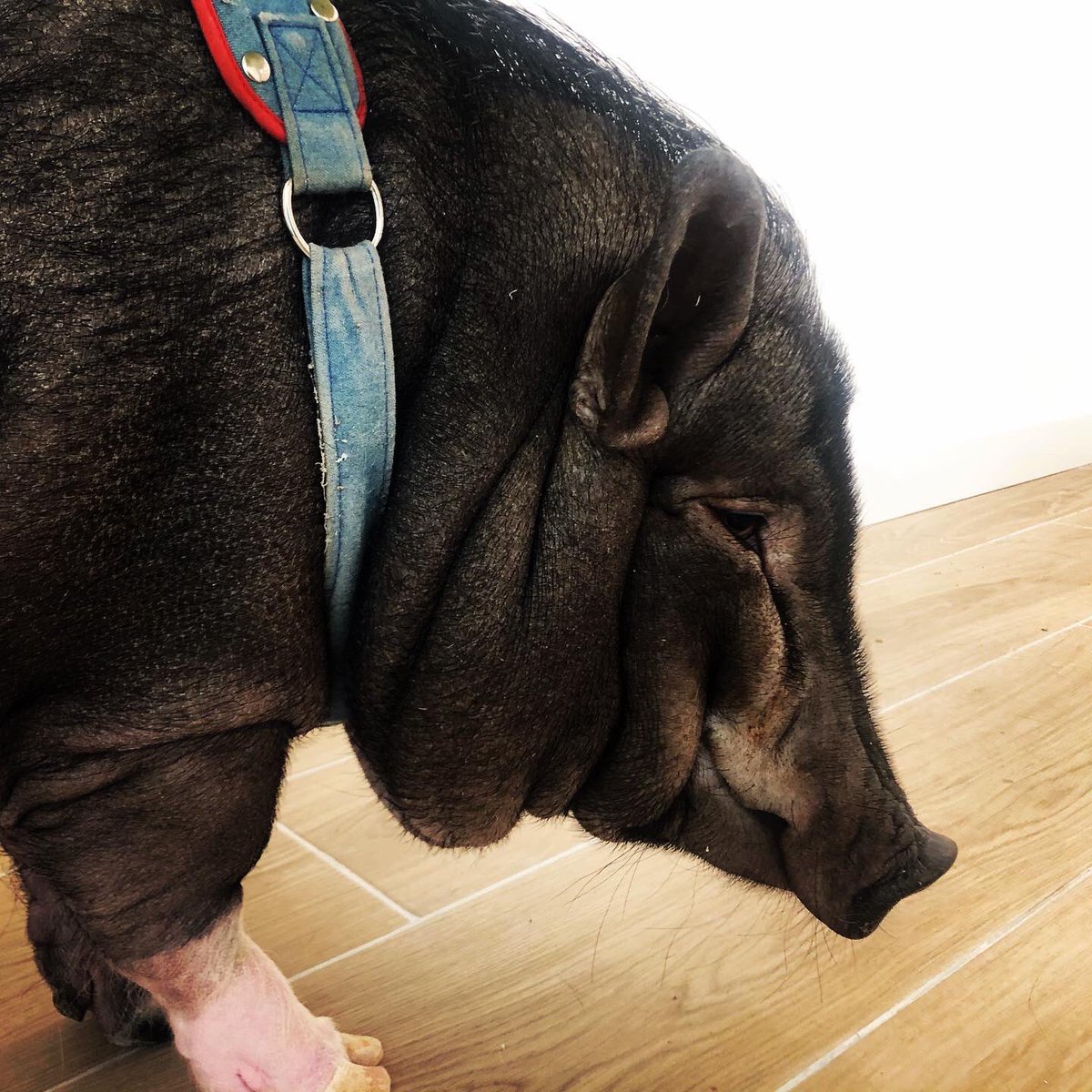 Centro Veterinario Macao tweet media