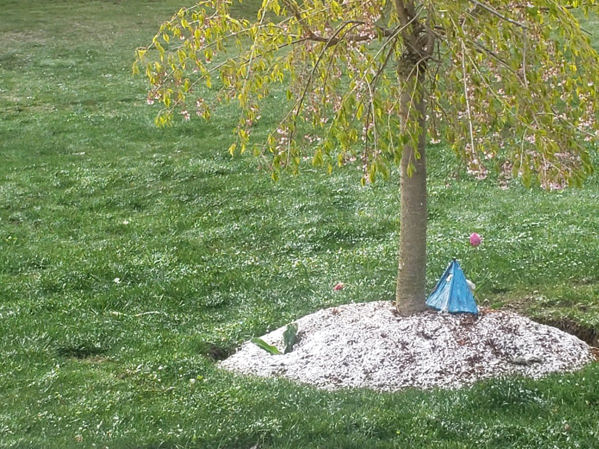 aqrsct's tweet photo. This is incredible snow in may https://t.co/MTkusHHbh1