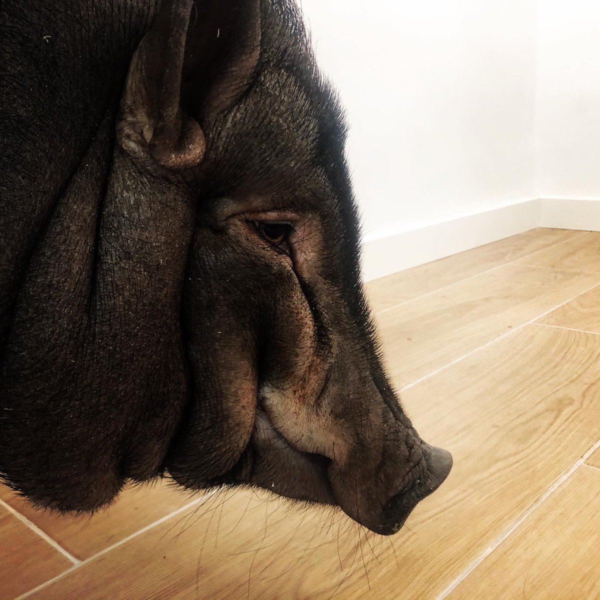 Centro Veterinario Macao tweet media