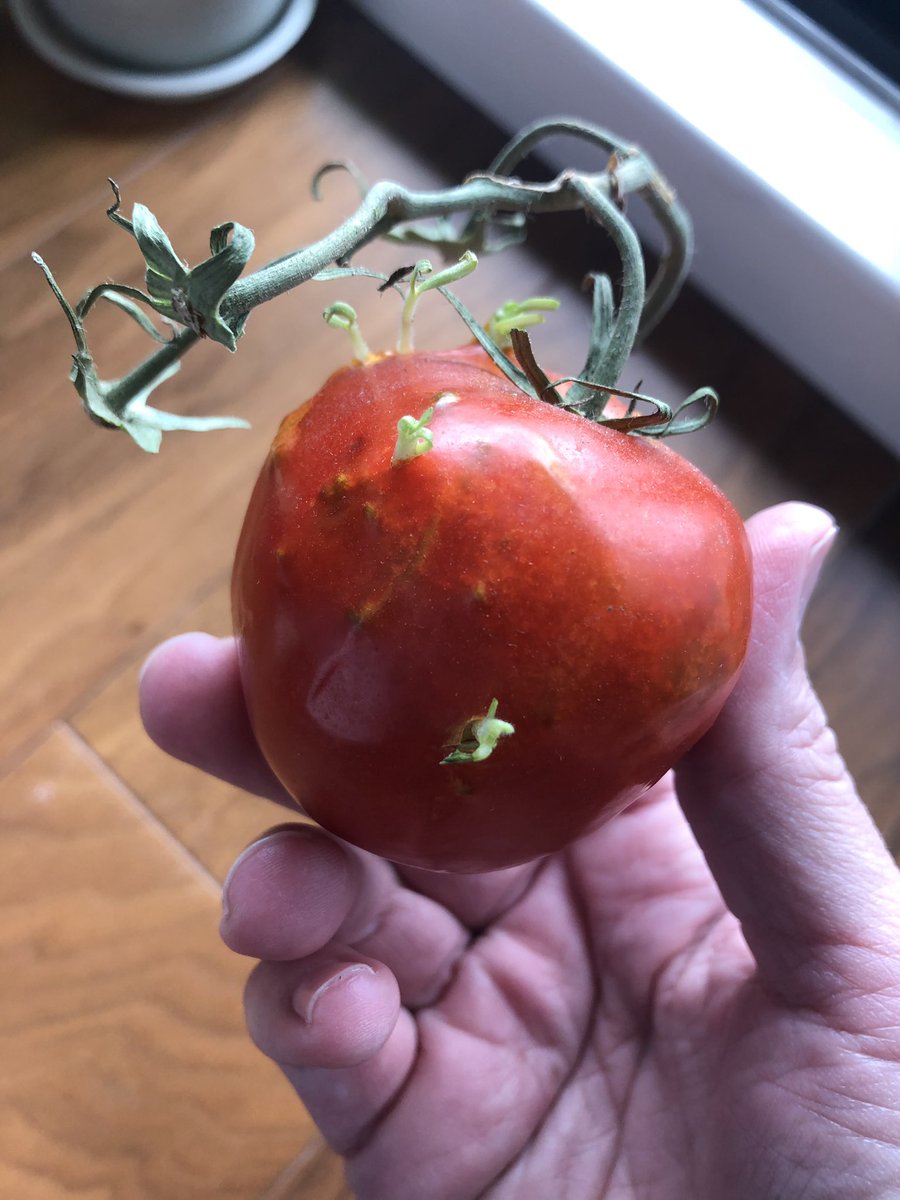 A bright red tomato with the vine attached. There are little green sprouts beneath the tomato skin and a few have broken through. Some are a half centimeter long; others about a centimeter.