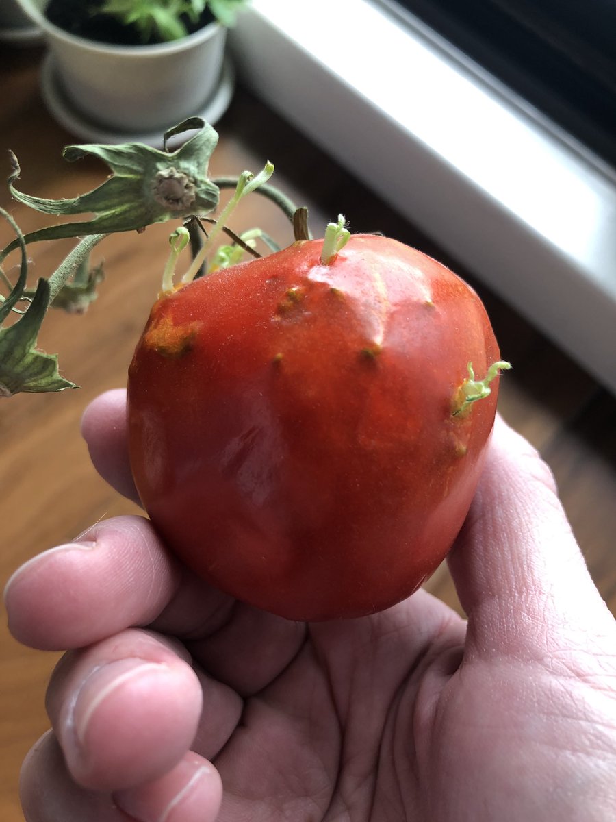 I left one tomato on the counter a few extra weeks to see what would happen. The sprouts growing beneath the tomato skin broke through. You can even see the roots at the bottom!  #HorrorTomatoes