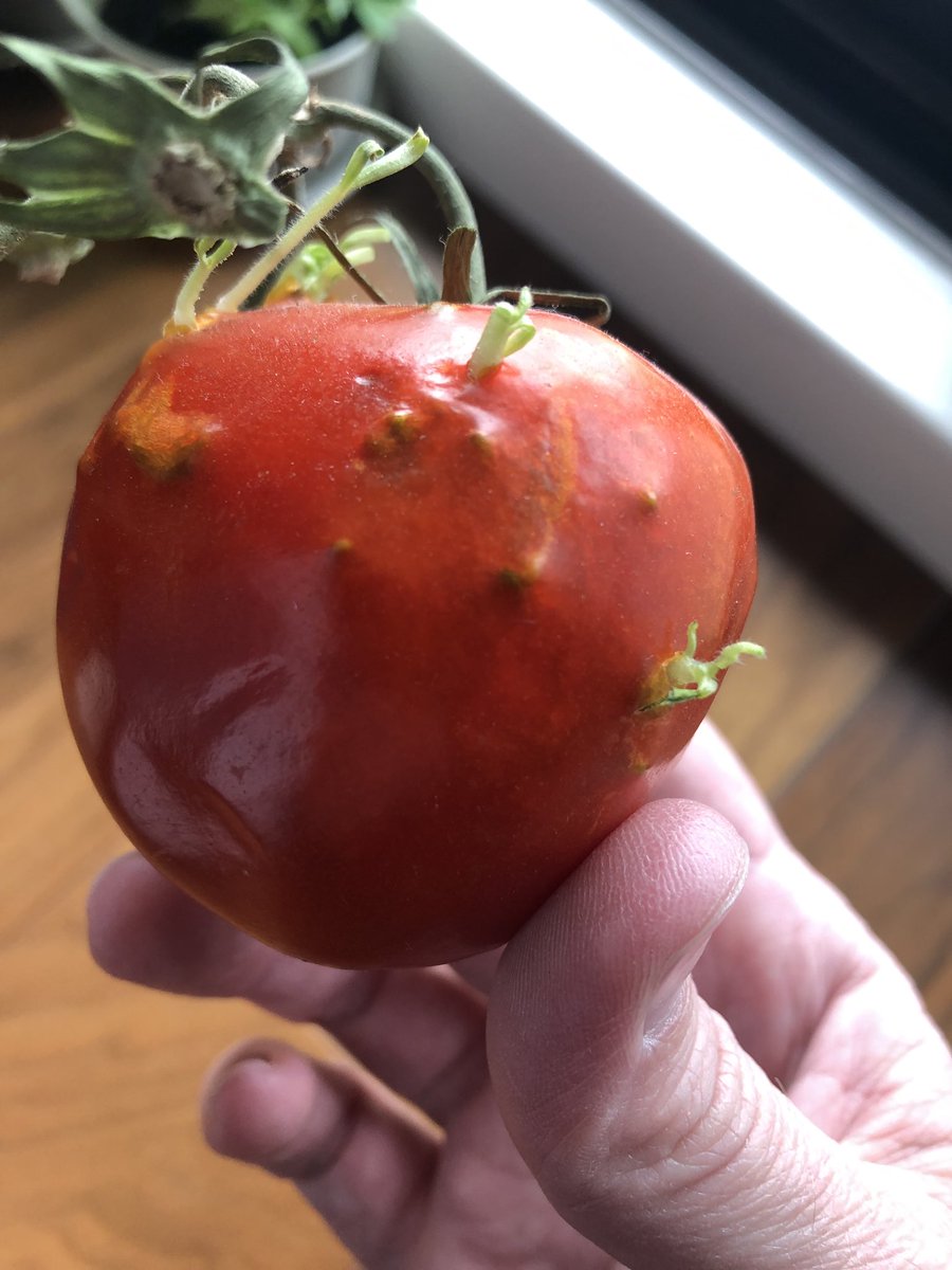 I left one tomato on the counter a few extra weeks to see what would happen. The sprouts growing beneath the tomato skin broke through. You can even see the roots at the bottom!  #HorrorTomatoes