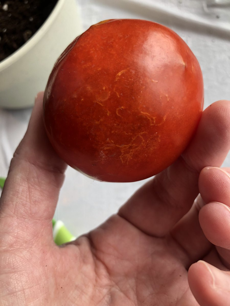 I left one tomato on the counter a few extra weeks to see what would happen. The sprouts growing beneath the tomato skin broke through. You can even see the roots at the bottom!  #HorrorTomatoes