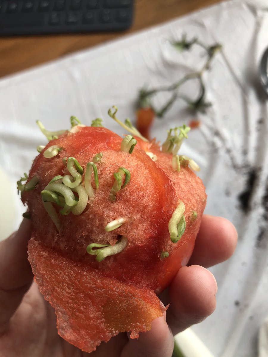 More sprouts under the tomato skin. Some curled up but probably two centimeters long.