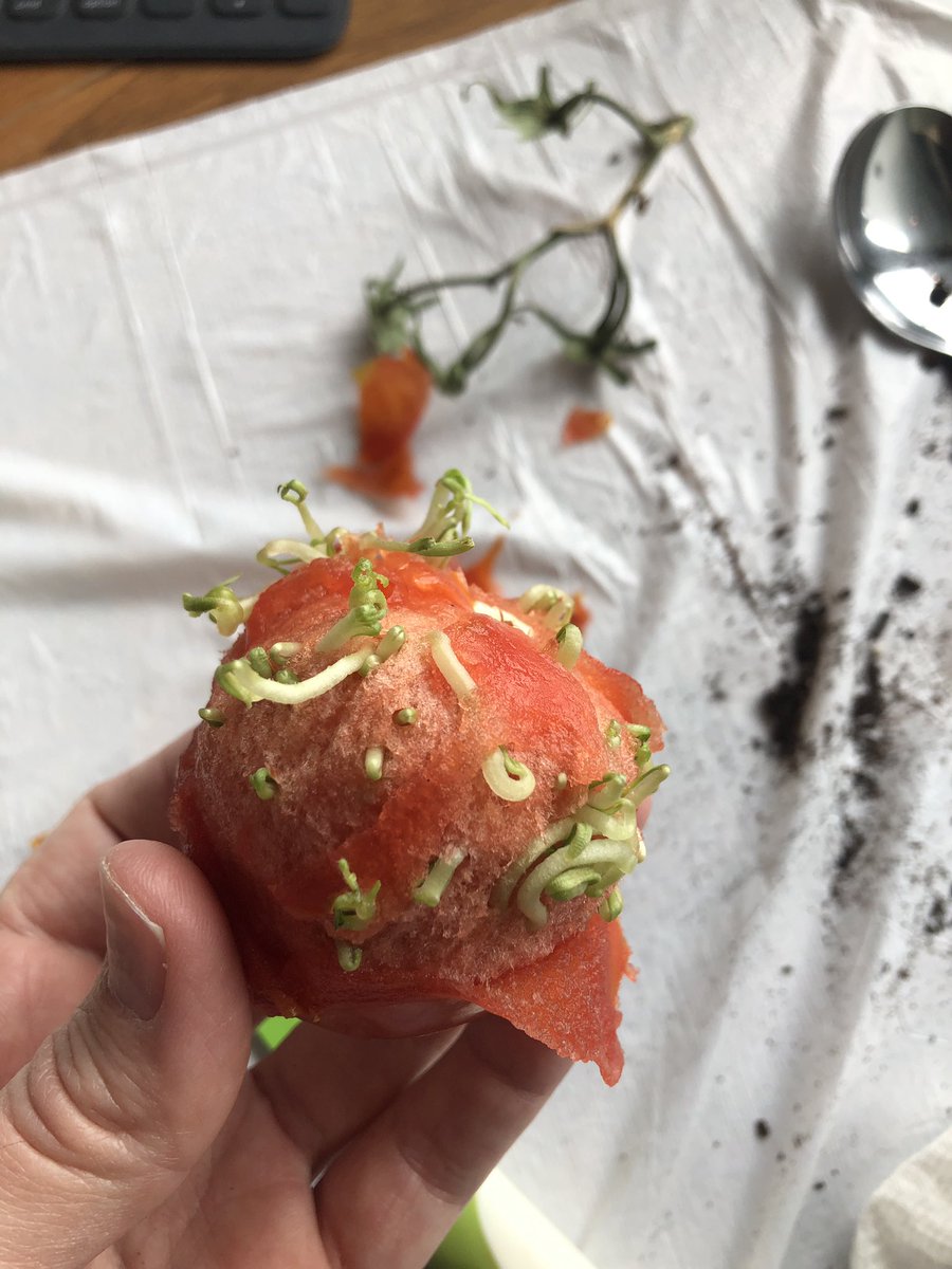 The flesh of the tomato is peeled away and the little green sprouts are seen curled up and starting to grow. About a dozen sprouts are visible here.