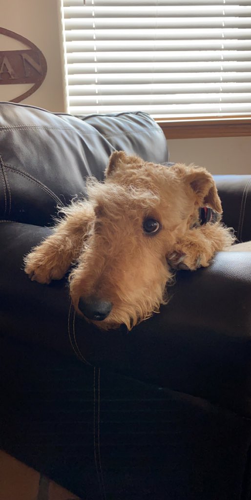 LocalCalysta's tweet image. I’m not gonna lie to you rn.... I have the most adorable dog ever. Like are you kidding me??? Look at her!