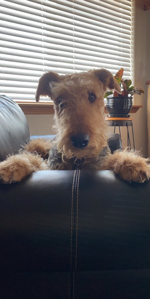 LocalCalysta's tweet image. I’m not gonna lie to you rn.... I have the most adorable dog ever. Like are you kidding me??? Look at her!