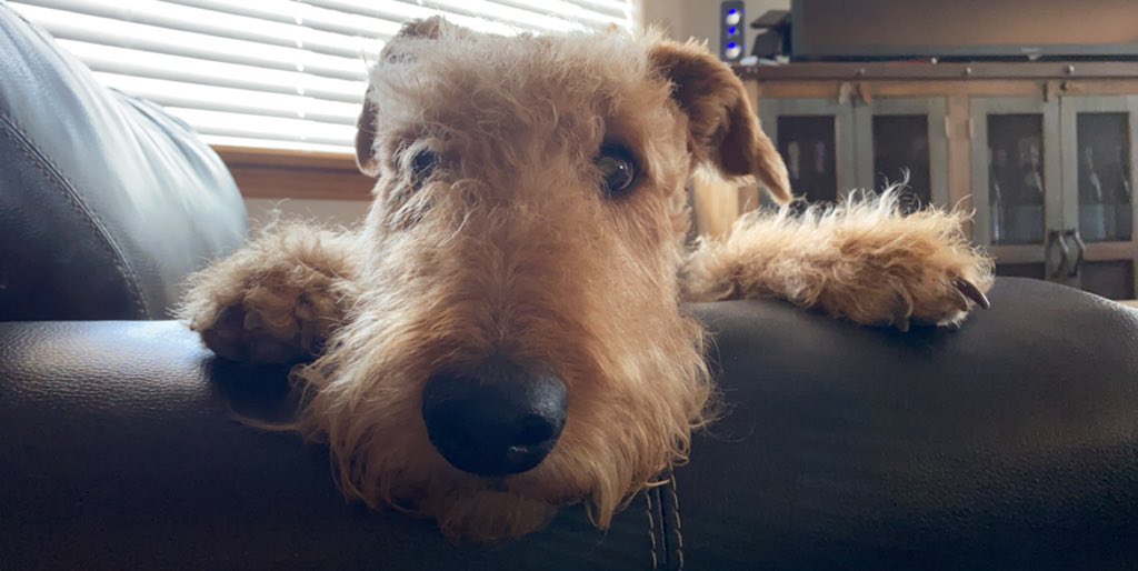 LocalCalysta's tweet image. I’m not gonna lie to you rn.... I have the most adorable dog ever. Like are you kidding me??? Look at her!