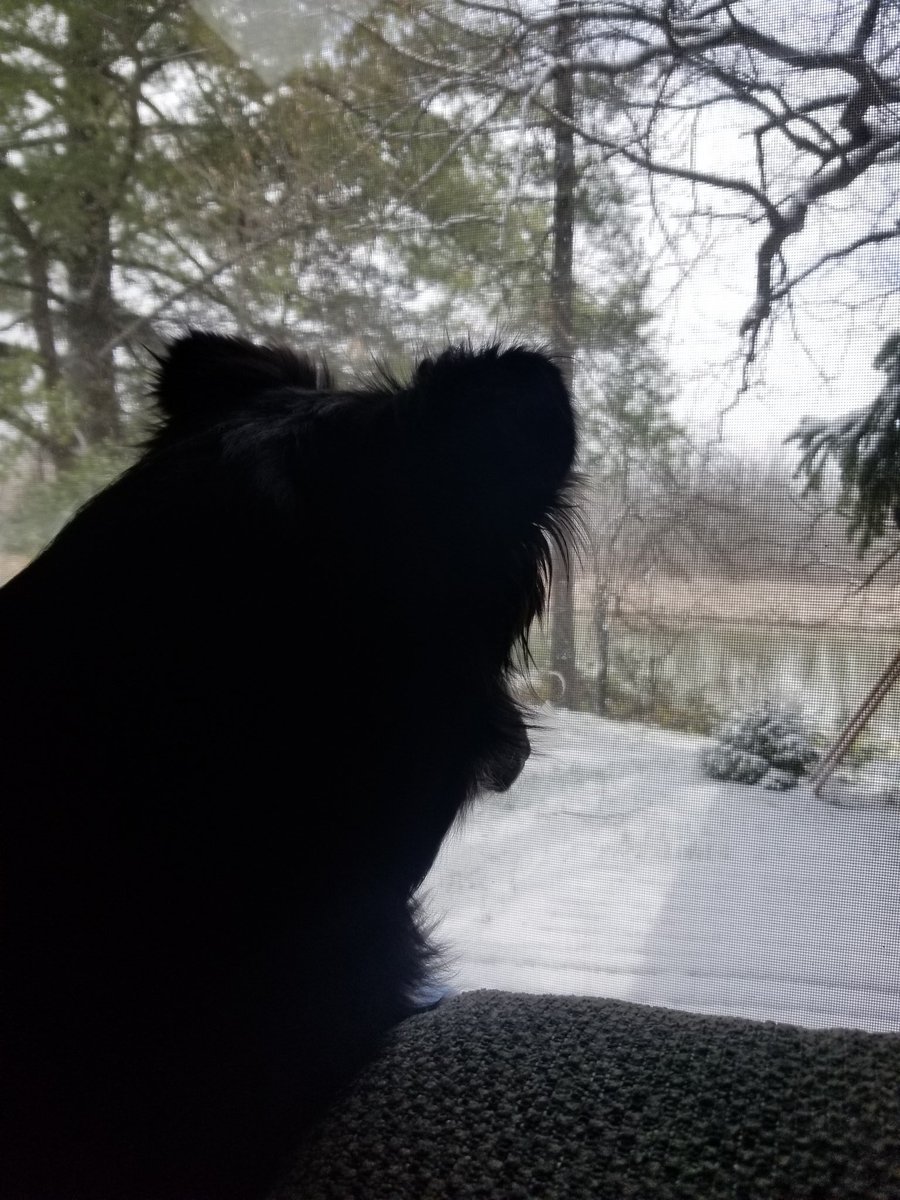 KayBobech's tweet photo. No thank you snow. Back to hibernation we go. #MaySnow #goawaysnow https://t.co/2rOfxwPgfp