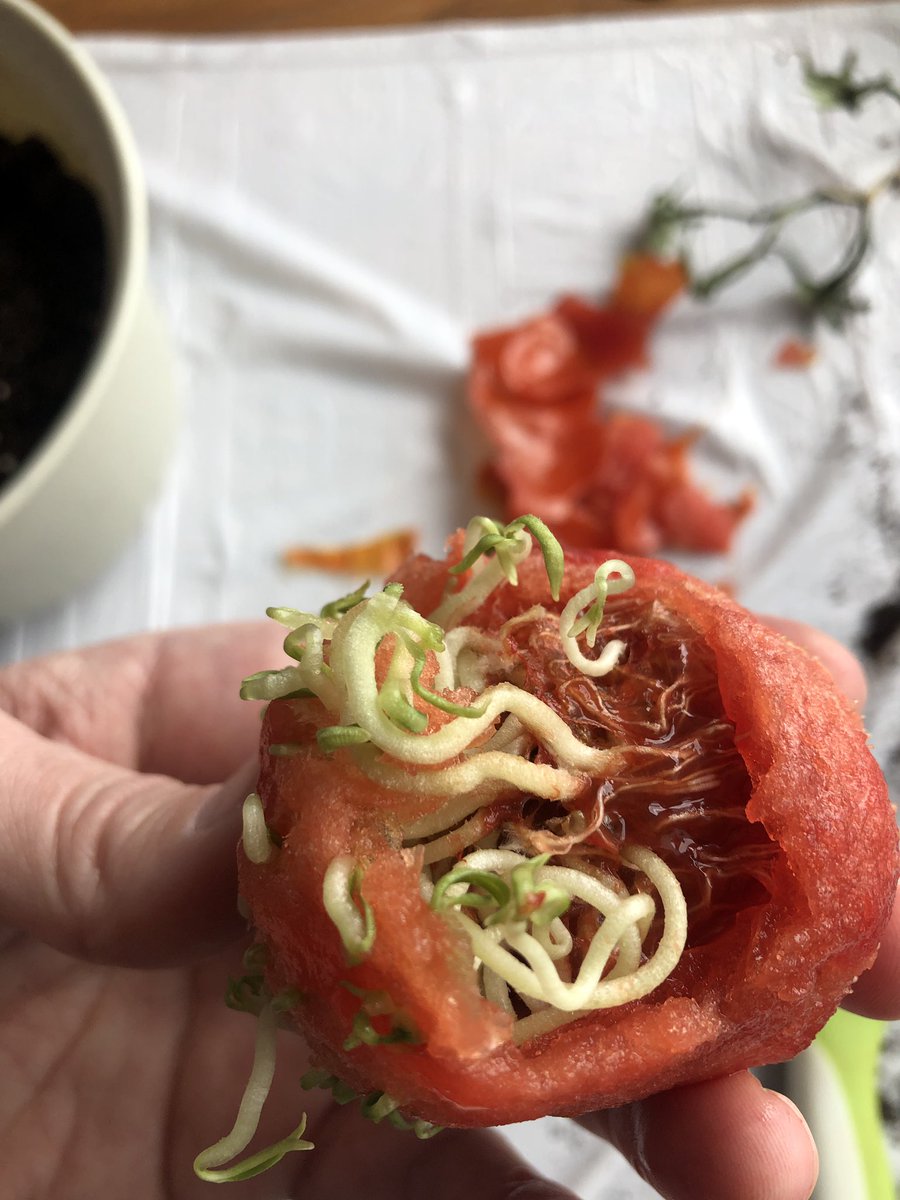 Another view of the sprout-worms