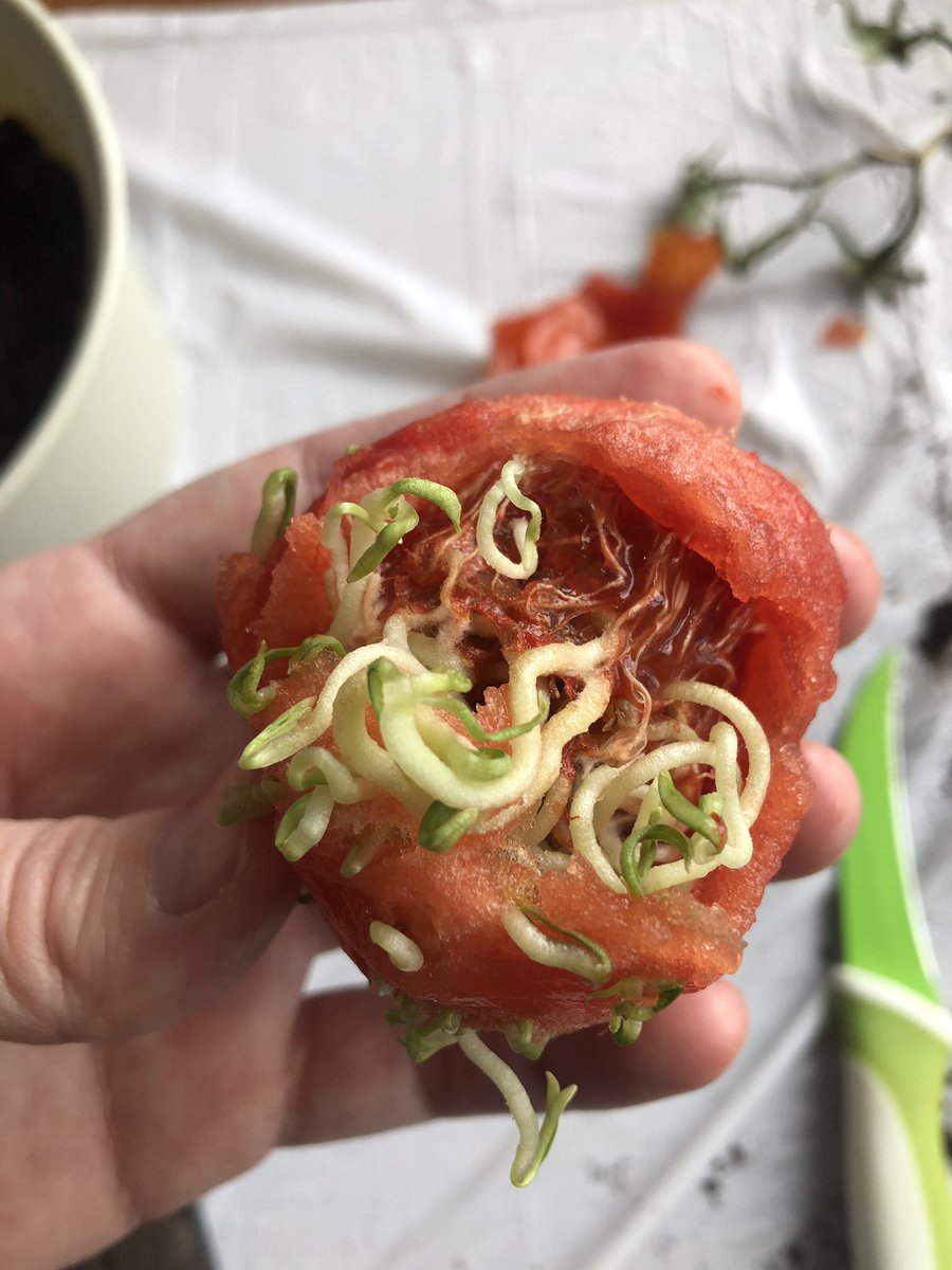 The interior of the tomato beneath the flesh where the full sprouts and roots are beginning to be visible. They look like green worms in a red flesh