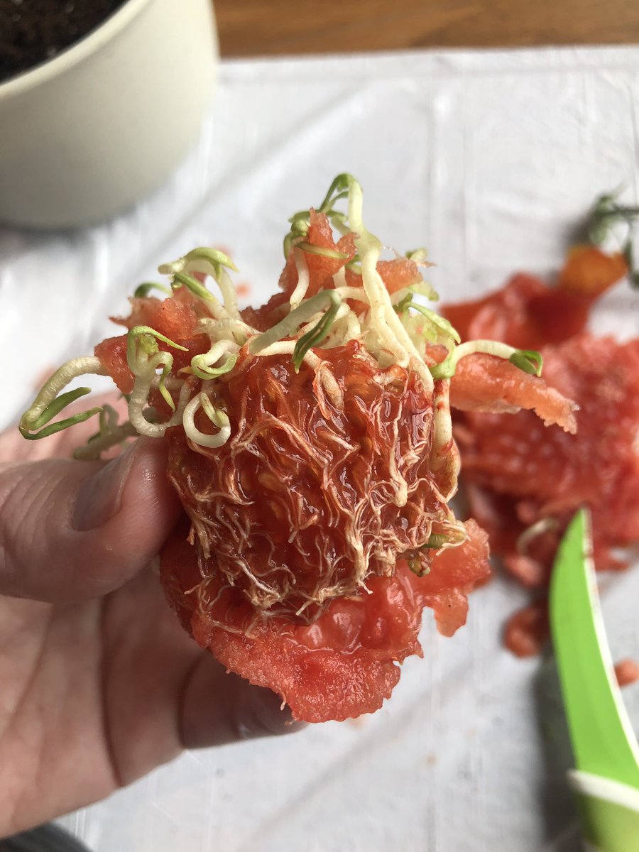 Another view where the full root network is exposed, snaking through the soggy red tomato flesh.