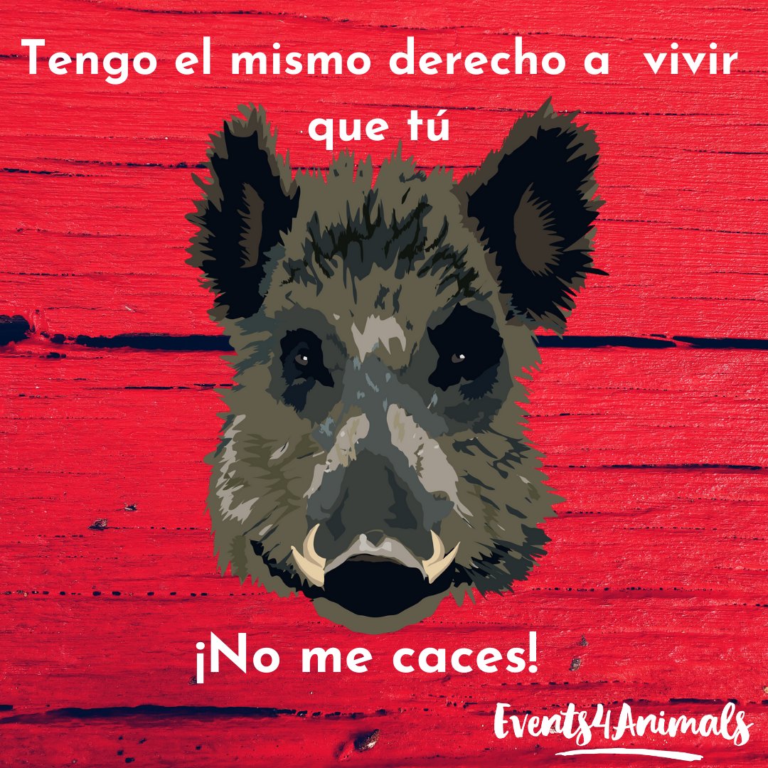 Events4Animals's tweet image. 🐗Tengo el mismo derecho a vivir que tú. 

¡No me caces!