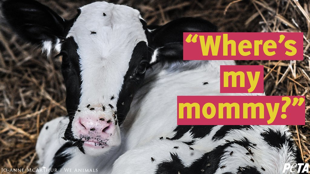 peta's tweet image. He was torn from his mother just hours after he was born.

Humans separated them to steal the milk intended for him to make butter and cheese! 

Celebrate #MothersDay for ALL moms by never buying or consuming dairy products!