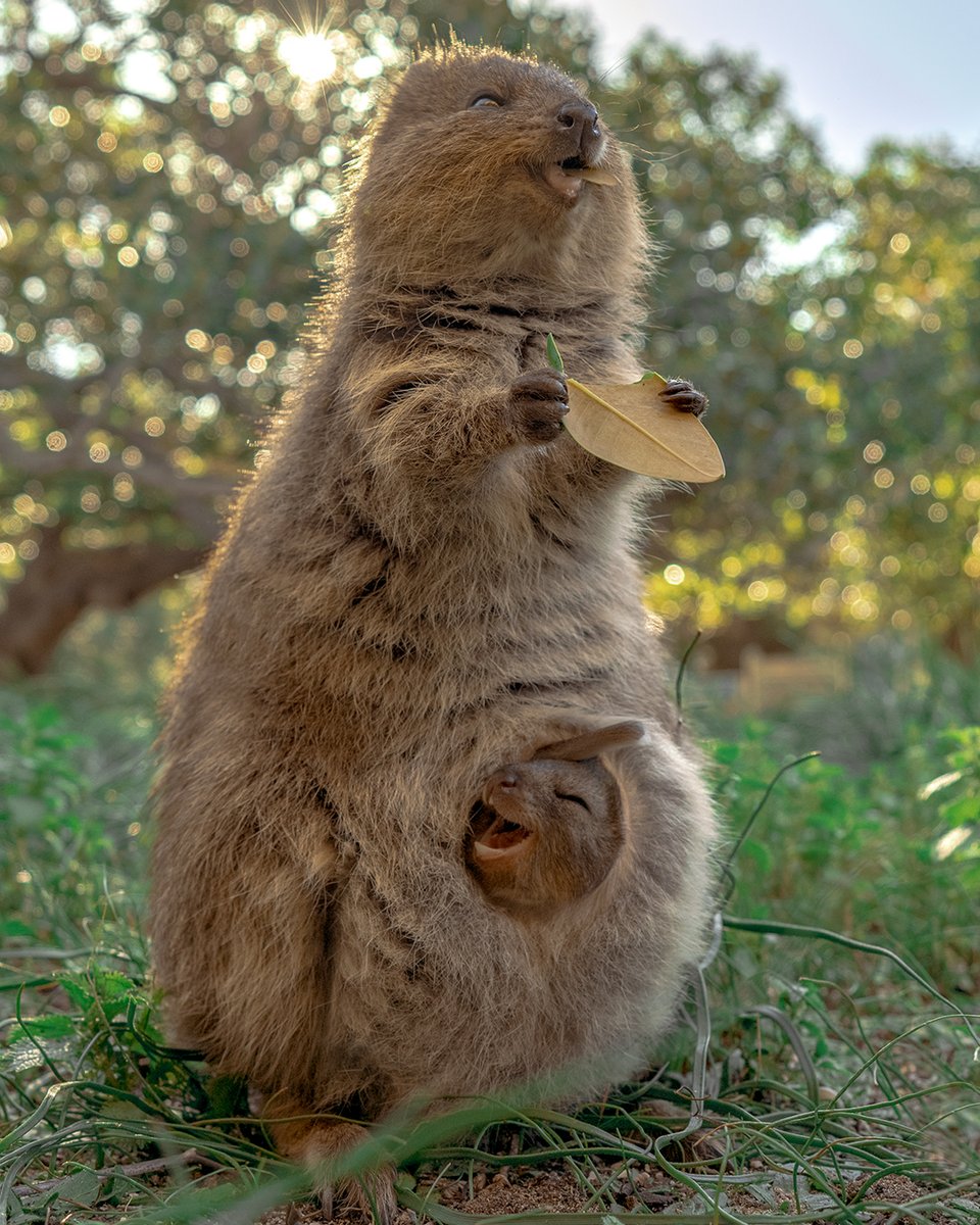 There is nothing in the world like a mother's love 💕 

This shot by IG/cruzysuzy and IG/meiji_nguyen_photography of a mumma #quokka and her joey on <a href="/RottnestIsland/">Rottnest Island</a> in <a href="/WestAustralia/">Western Australia</a> is bringing out all the fuzzies just in time for #MothersDay. 🥰 

#seeaustralia #thisiswa