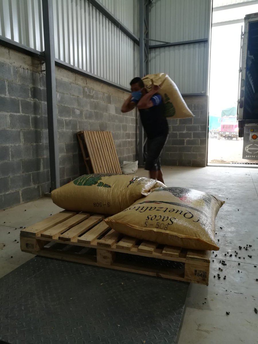 Guatemalacoffee's tweet image. All the 86+ coffees that passed the #CoE2020 Pre-selection round are safely stored in Bicafé. We're very excited about the National Competition and grateful for everybody's support! #GuatemalanCoffees