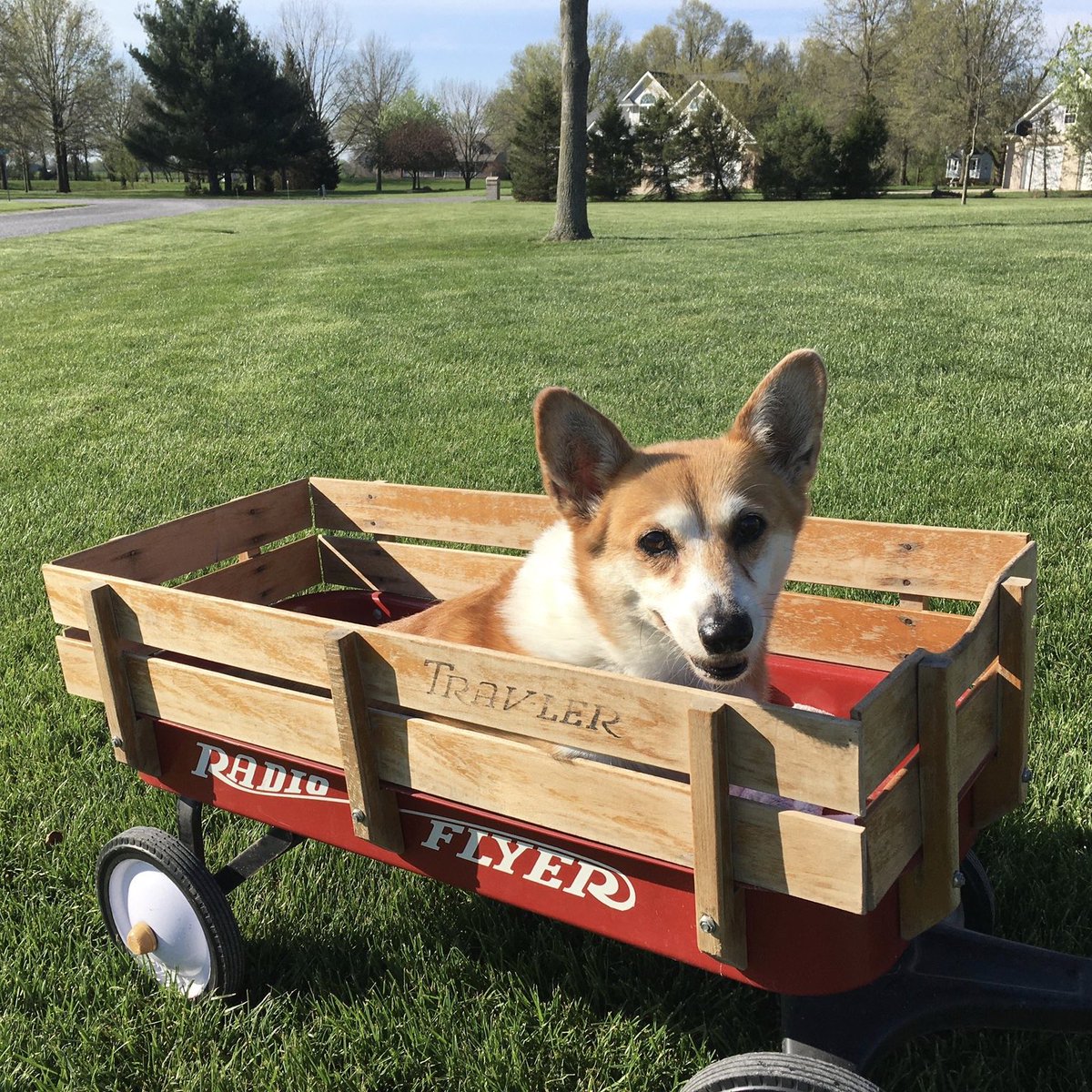 dog_rates's tweet photo. This is Cali. She took her new wagon out for a test walk today. Says little legs only get you so far at 15 years old. 13/10 would pull her anywhere #SeniorPupSaturday https://t.co/UZuetUZpSE