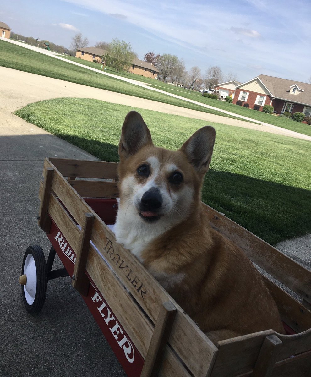 dog_rates's tweet photo. This is Cali. She took her new wagon out for a test walk today. Says little legs only get you so far at 15 years old. 13/10 would pull her anywhere #SeniorPupSaturday https://t.co/UZuetUZpSE