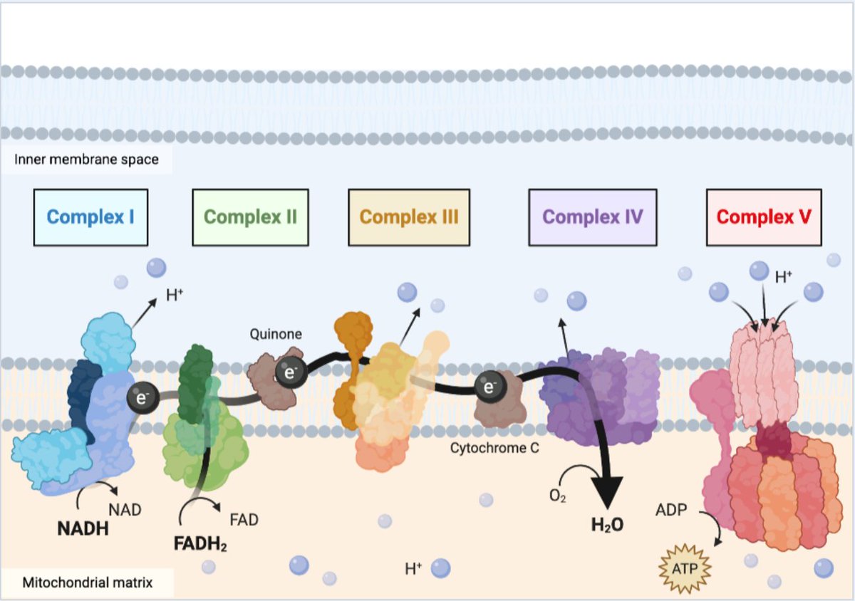 BrandonTWChen's tweet photo. Come support @HeatherGiza and me by voting for our illustration on the mitochondrial electron transport chain! @BioRender @LyssiotisLab @YatrikShahLab @umichOGPS
#mitochondria #metabolism #poorgradstudent
.
Link below:
.
https://t.co/9GY4jLvbd0 https://t.co/ug6MyFKUfK
