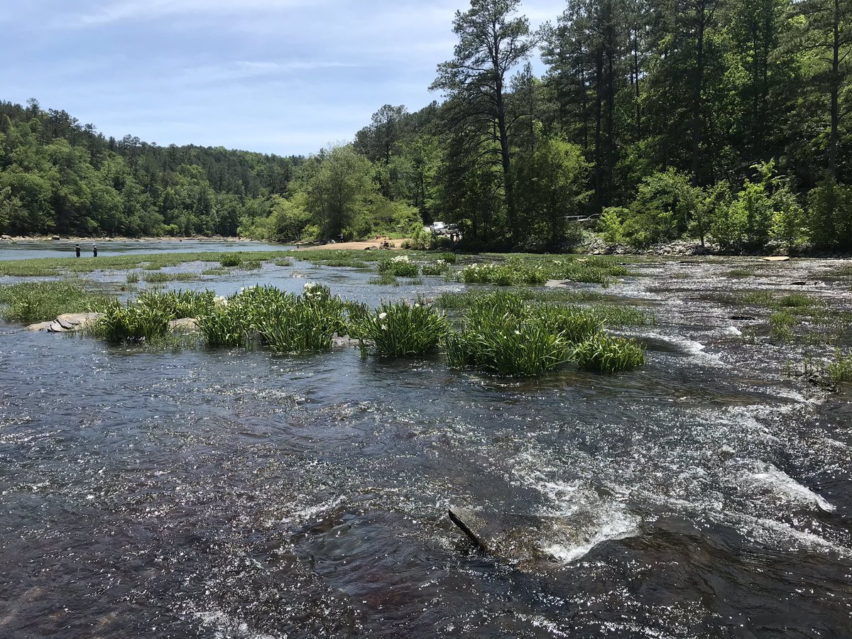 AllanGuenther's tweet photo. Had to wander to the middle of the Cahaba river today for the rare Cahaba Lily selfie! #ItsThatTimeOfTheYear #WorthTheWade 
#OnlyFellInTwice
#OutdoorAlabama #BeautifulAlabama https://t.co/U77nMzR7JR