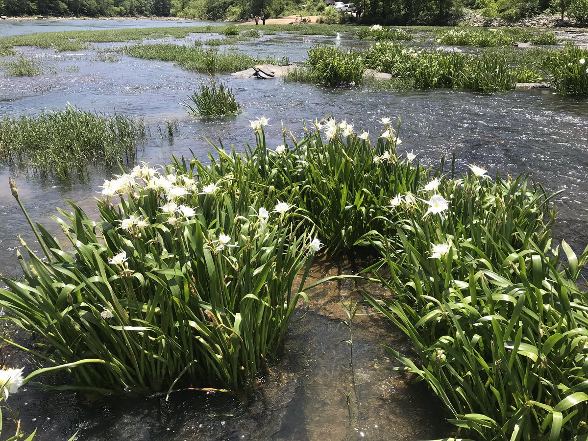 AllanGuenther's tweet photo. Had to wander to the middle of the Cahaba river today for the rare Cahaba Lily selfie! #ItsThatTimeOfTheYear #WorthTheWade 
#OnlyFellInTwice
#OutdoorAlabama #BeautifulAlabama https://t.co/U77nMzR7JR