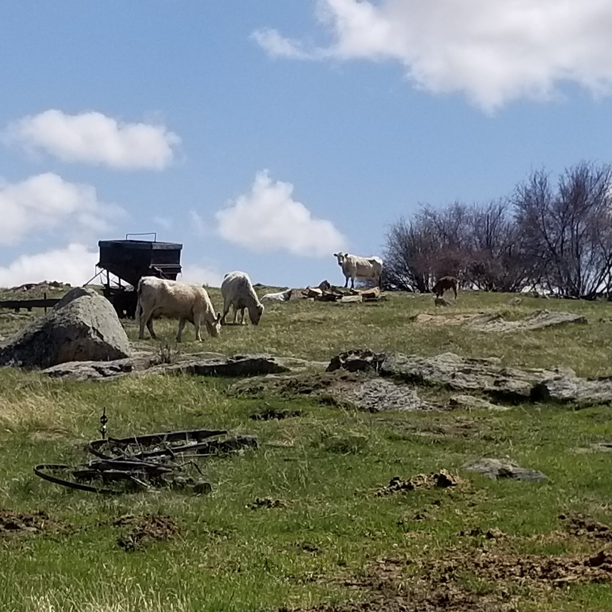 CatalystCattle's tweet photo. Montana Murray Greys under the big sky
#catalystcattle #Montana #murraygrey #murraygreyinternational #bigsky #spring #cow https://t.co/iwQnatDrwH
