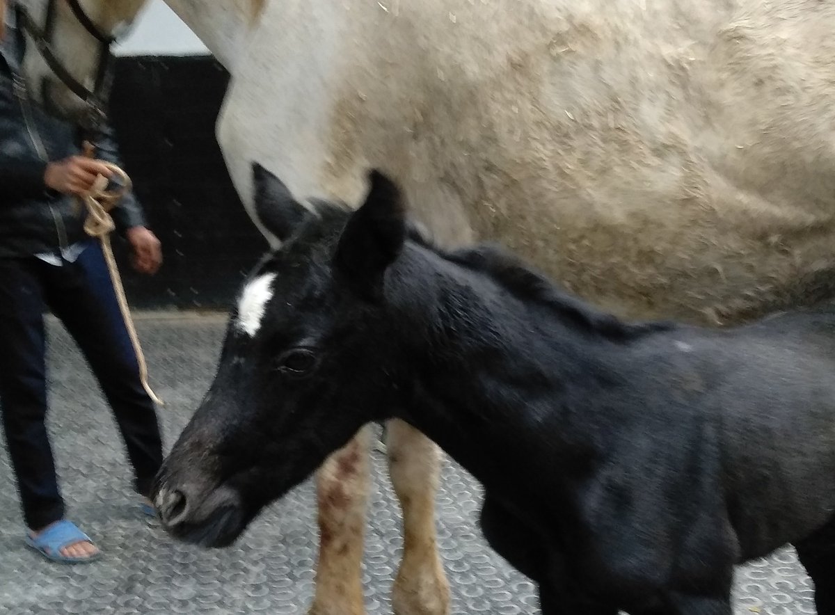 #biryeminettik ülkemize faydalı olmak için. #veterinerhekimsizsağlıkolmaz