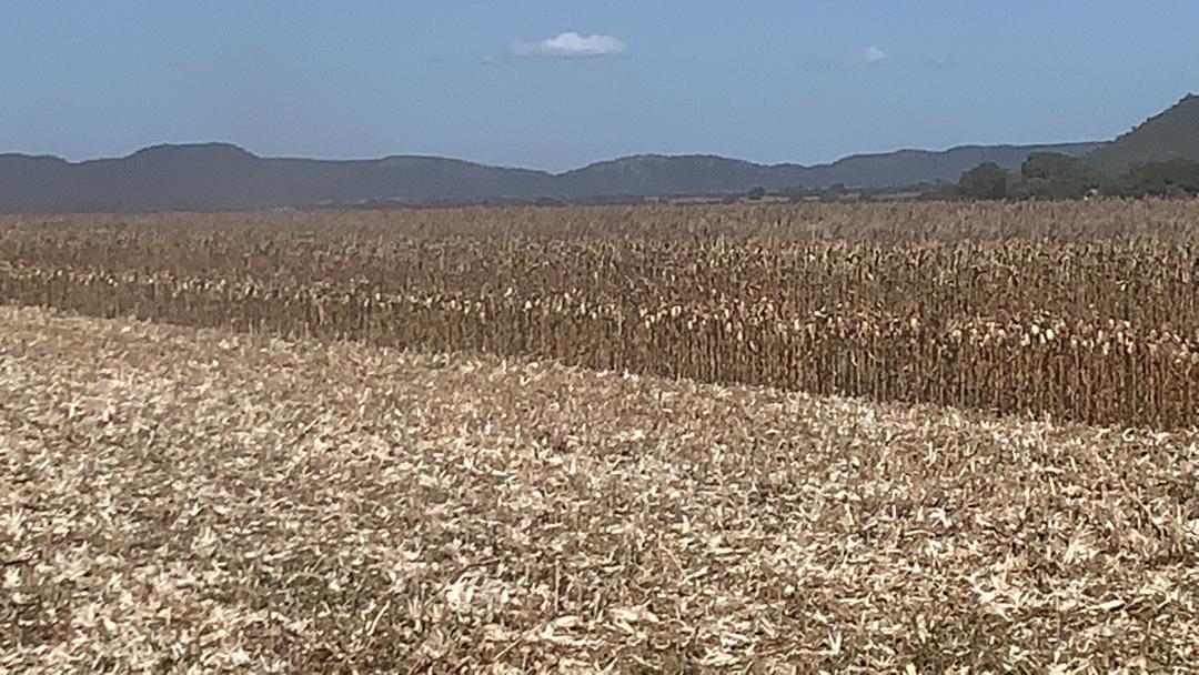 basera_john's tweet photo. 'We did it in 2016/17&amp; it can be done',  is our creed. 
Maize harvesting, drying and bulk loading in Mash West. We need 100 such anchor farmers to meet our annual 2.0 million ton requirement. 'Exporting again' certainly is not an 'air castle'. It can be done! https://t.co/Pz32IdfQgI