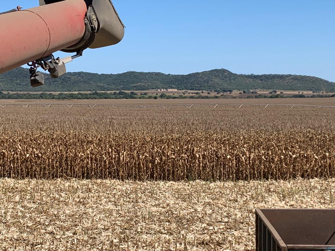 basera_john's tweet photo. 'We did it in 2016/17&amp; it can be done',  is our creed. 
Maize harvesting, drying and bulk loading in Mash West. We need 100 such anchor farmers to meet our annual 2.0 million ton requirement. 'Exporting again' certainly is not an 'air castle'. It can be done! https://t.co/Pz32IdfQgI