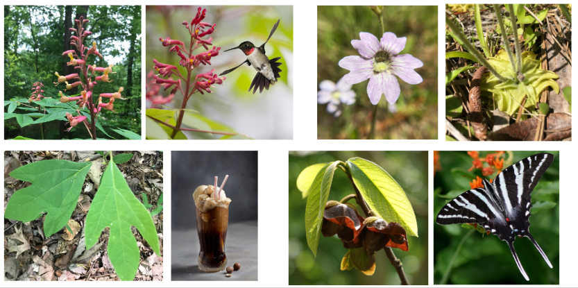 Left-right, top-bottom: Red buckeye produces the first available nectar for hummingbirds. Blue butterwort is a carnivorous plant that traps insects in its slick leaves. Sassafras is used to make root beer! Pawpaw is the host plant for zebra swallowtail butterflies!Plants ROCK!