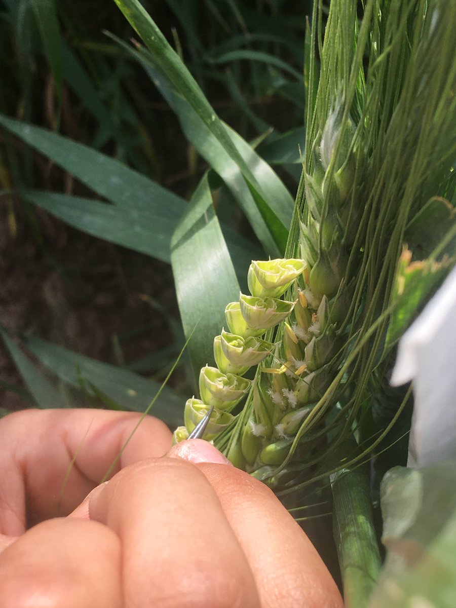 biagiorandazzo tweet media