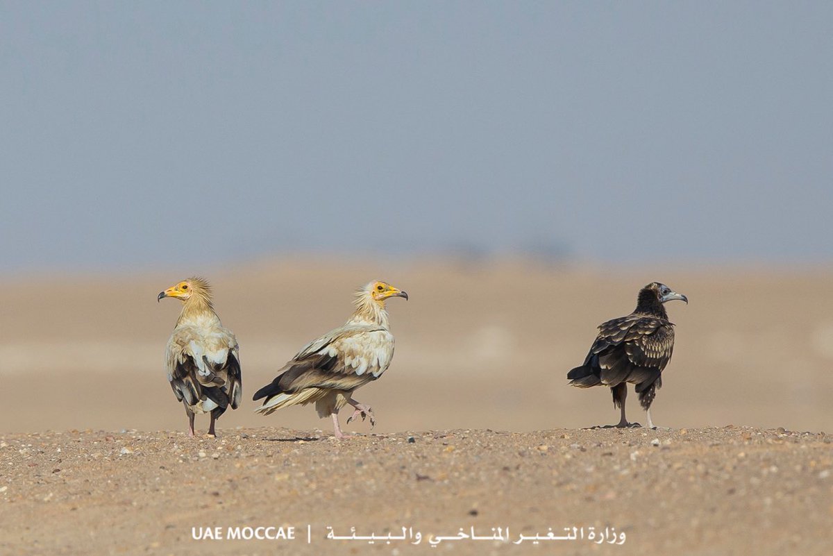 Today we are celebrating #WorldMigratoryBirdDay! We want to raise awareness on the need to conserve migratory birds, their habitats, the threats they fave, their ecological importance, &amp; the need for international cooperation to conserve them 🌍🦅