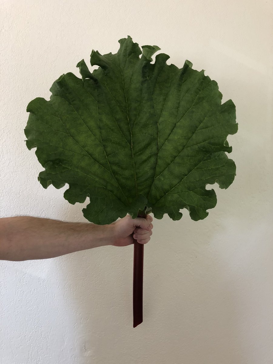 Don’t eat the leaves! But do celebrate how big and green they are :) First rhubarb harvest of the year: check! #yyjgardens #veggiegardening #urbanfarming