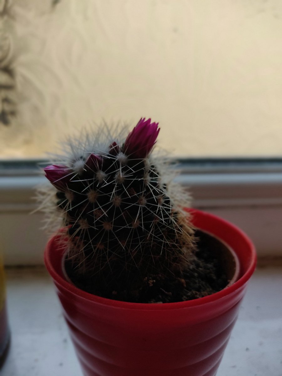 Syfy_Panda's tweet photo. My little cactus is flowering! :D
#Cactus #cactusphotography #CactusTweets #cactusflowers https://t.co/fEcJLkl6Vu