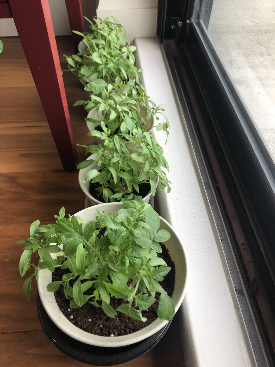 Five lush green tomato plants lined up in pots next to a window. The stalks are a few centimeters high.