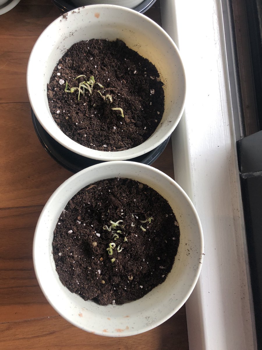 Two pots with little curly tomato sprouts planted in them near a window.