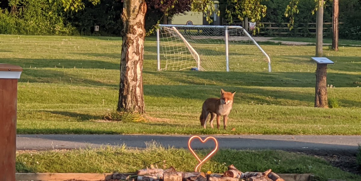 We tried to take a photo of our heart for hope today but someone stole the show #wildlife #wildlifefrommywindow #holidays