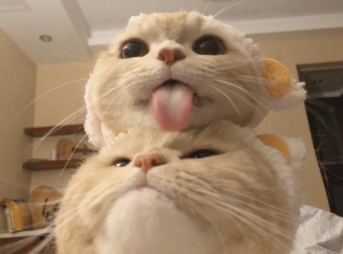 ok since i saved that cute cats photos im sharing it here