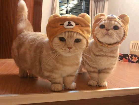 ok since i saved that cute cats photos im sharing it here