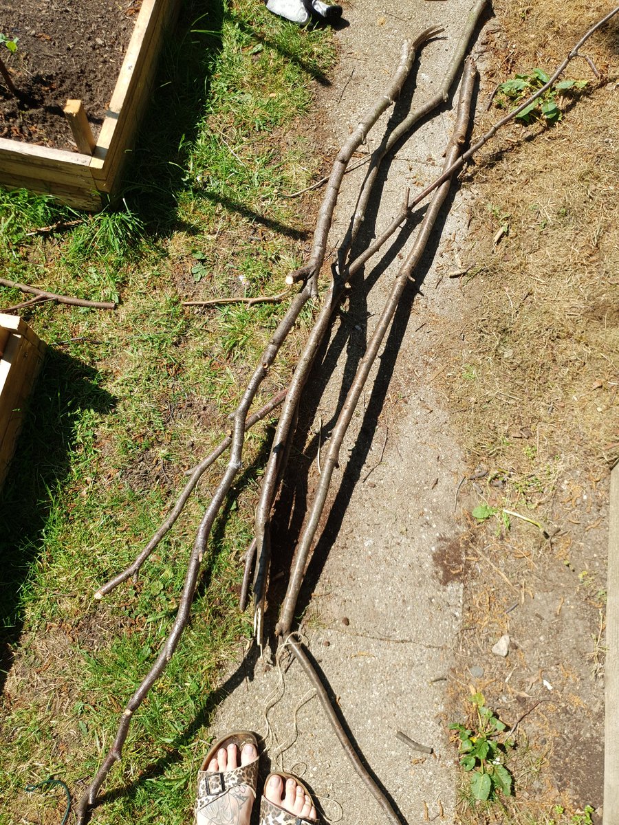 PelinaMoon's tweet photo. Made a #beanframe from branches around the garden. I dont think its looks too terrible actually. Such a nice day in the garden. #homegarden #urbangarden https://t.co/C0L1HQrYae