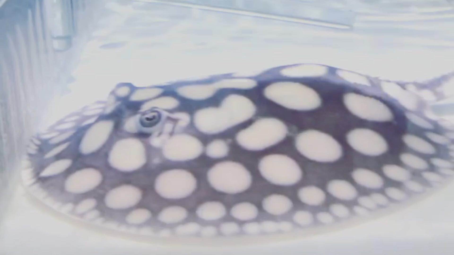 ブラックダイヤモンドポルカ入荷！春日井熱帯魚 | 名古屋の