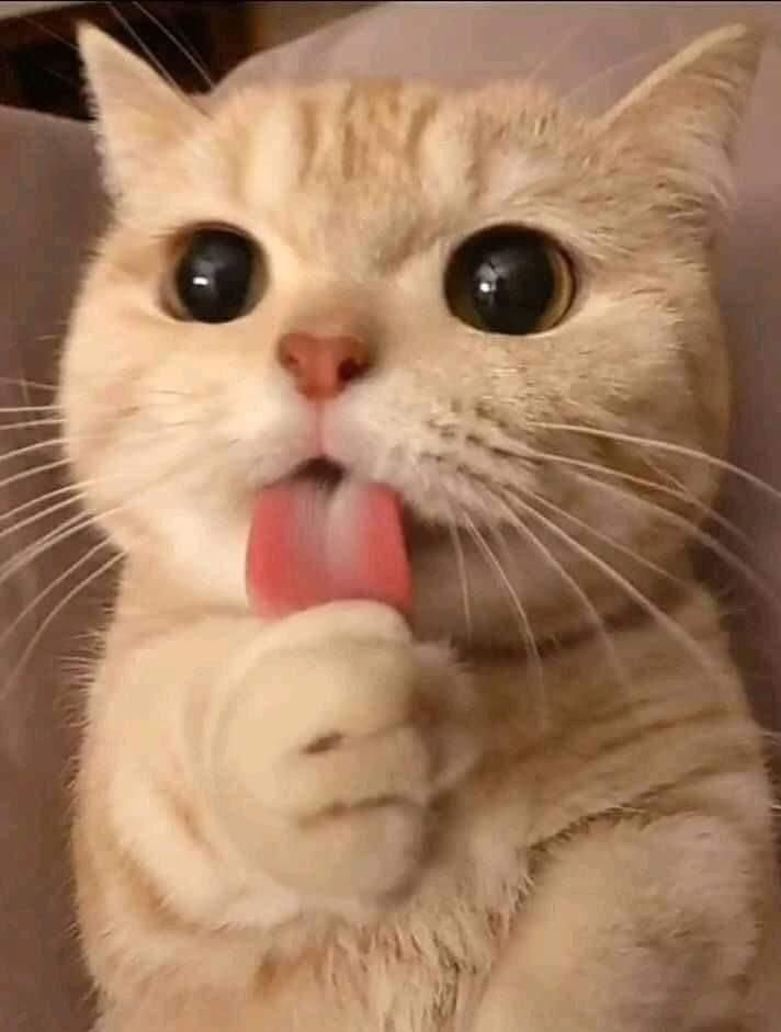 ok since i saved that cute cats photos im sharing it here